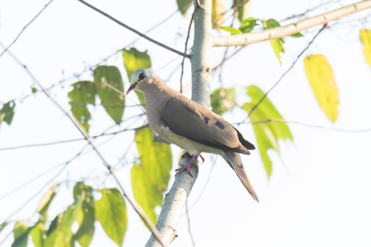 Blue-spotted Wood-Dove - Wich’yanan Limparungpatthanakij