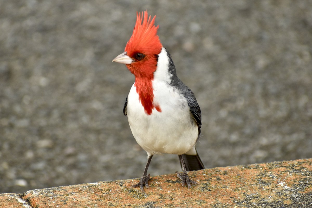 Red-crested Cardinal - Julie Davis