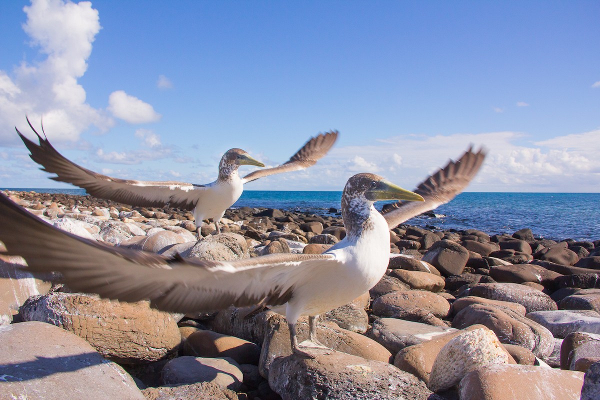 Masked Booby - ML199692851