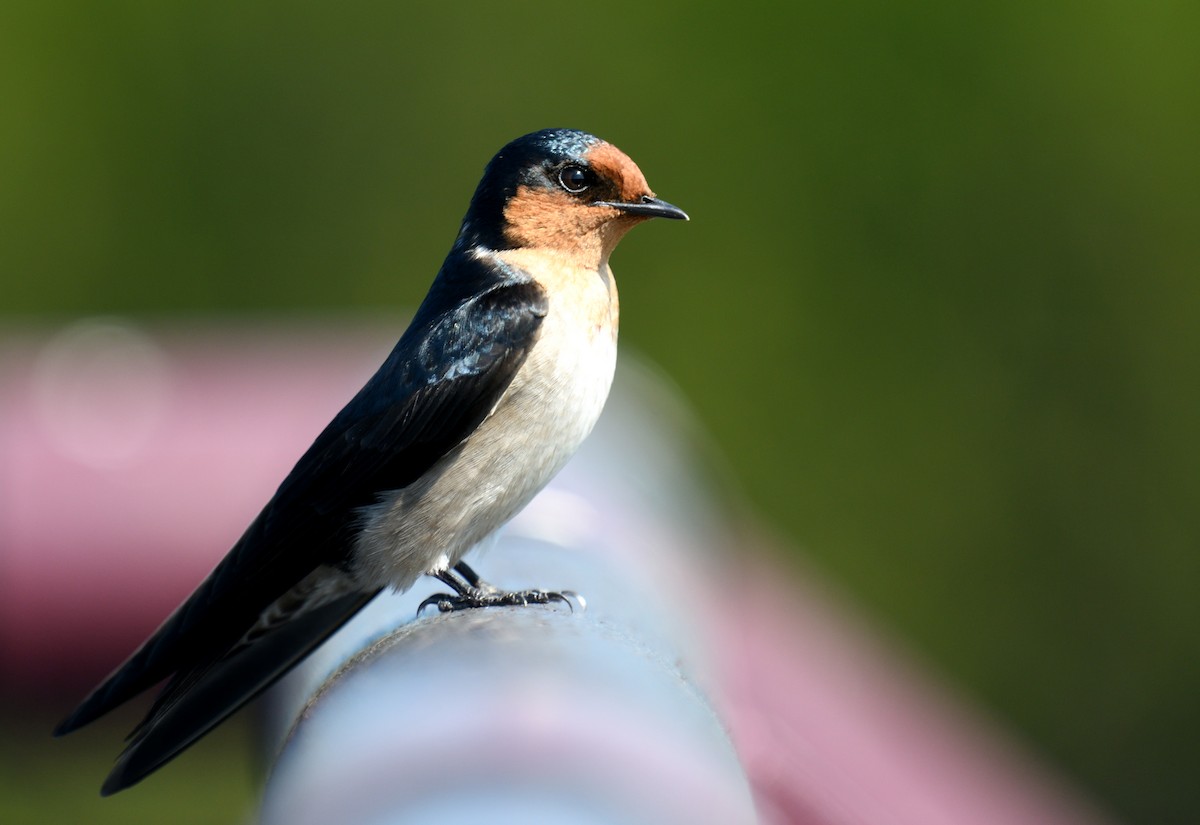 Pacific Swallow - ML199693861