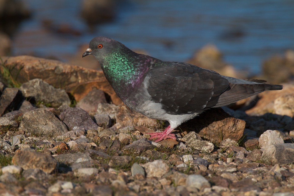 Rock Pigeon (Feral Pigeon) - Detcheverry Joël