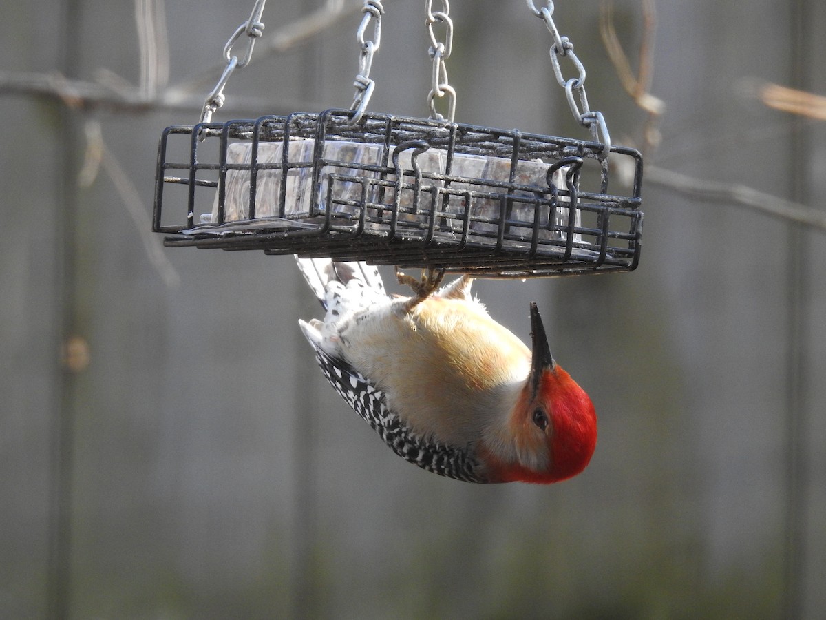 Red-bellied Woodpecker - Adam Zorn