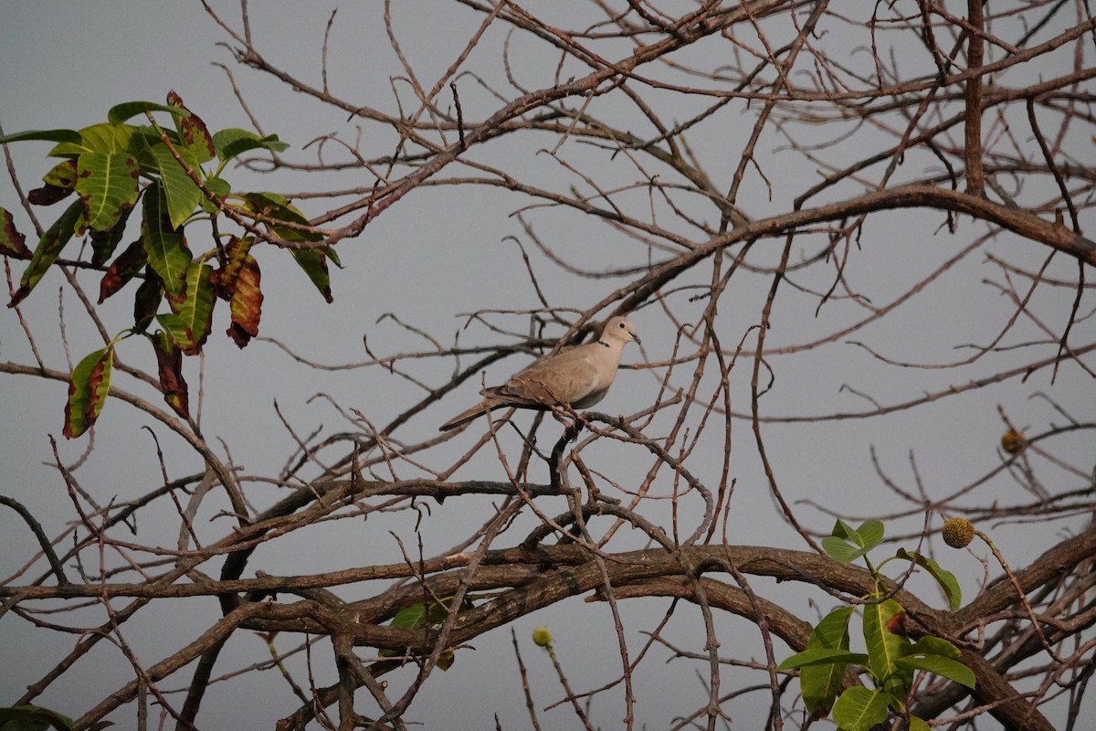 Eurasian Collared-Dove - Pampa Mistri