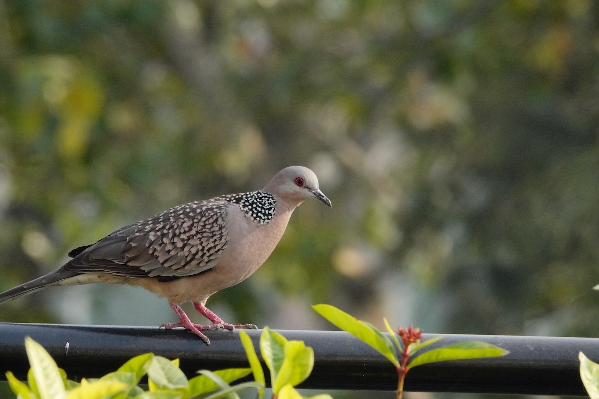 Spotted Dove - ML199702741