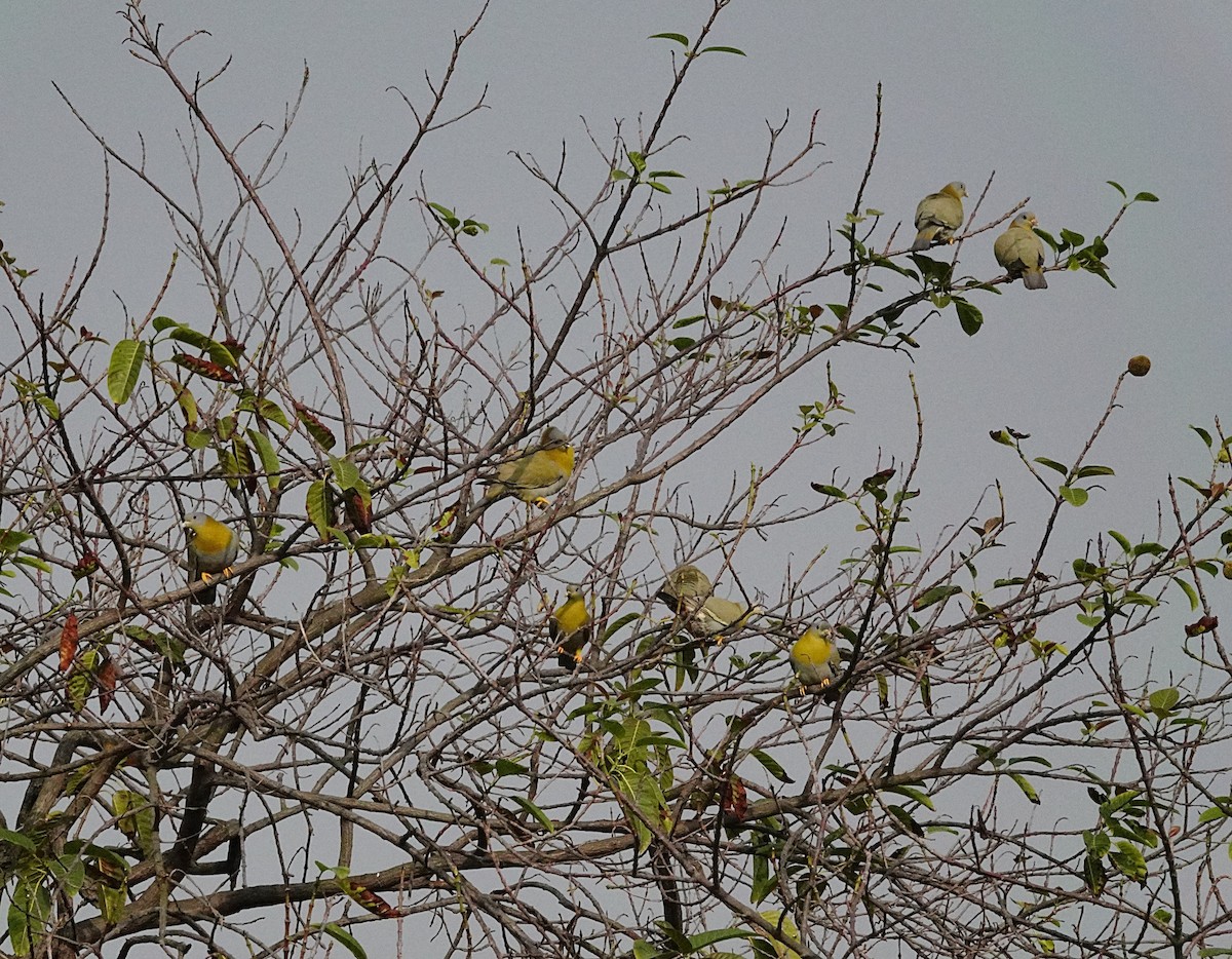 Yellow-footed Green-Pigeon - ML199702801
