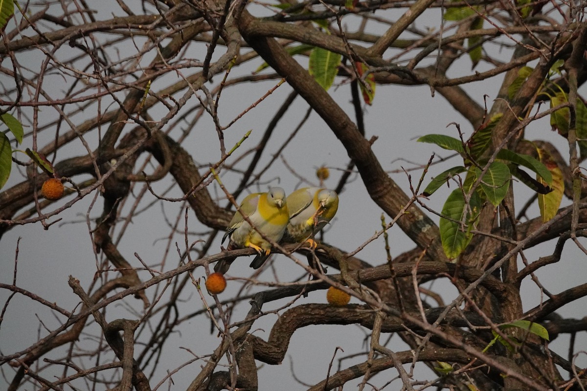Yellow-footed Green-Pigeon - ML199702861