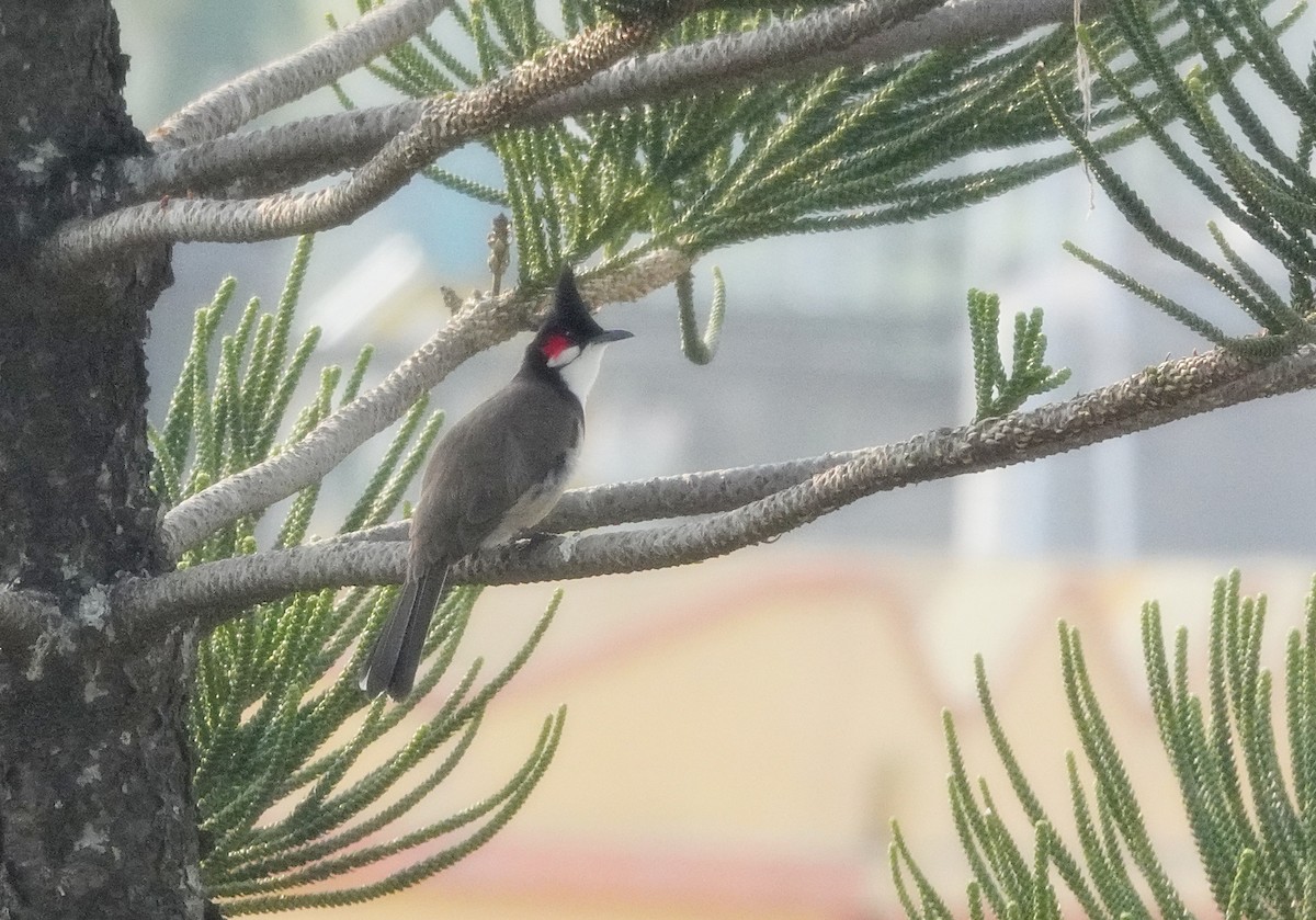 Red-whiskered Bulbul - Pampa Mistri