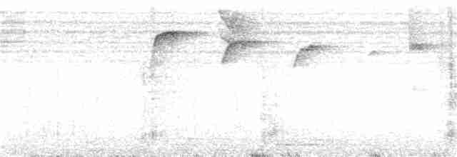 Altuni Kakancık (pernambucensis) - ML199705321
