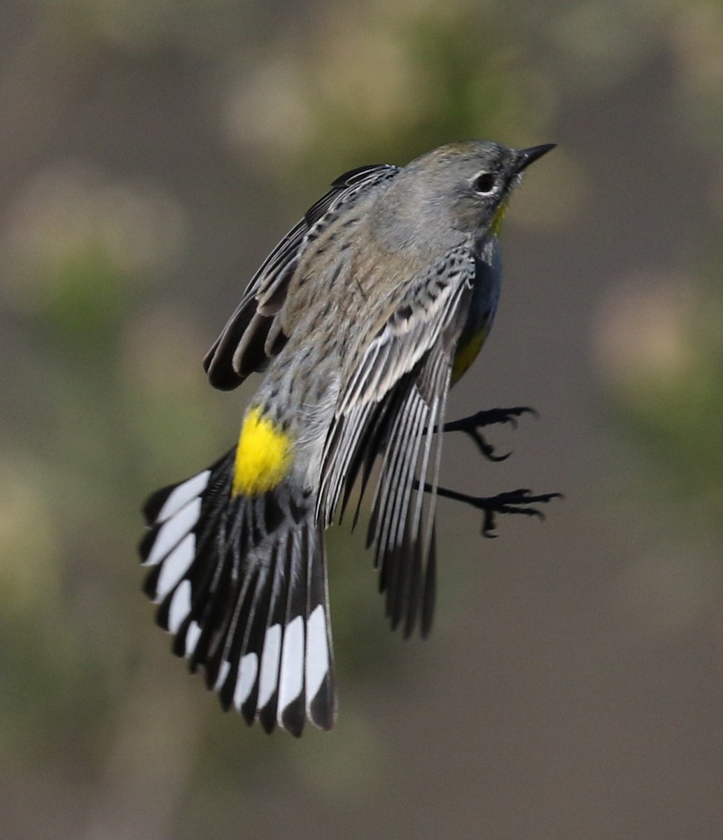 Yellow-rumped Warbler (Audubon's) - ML199708531