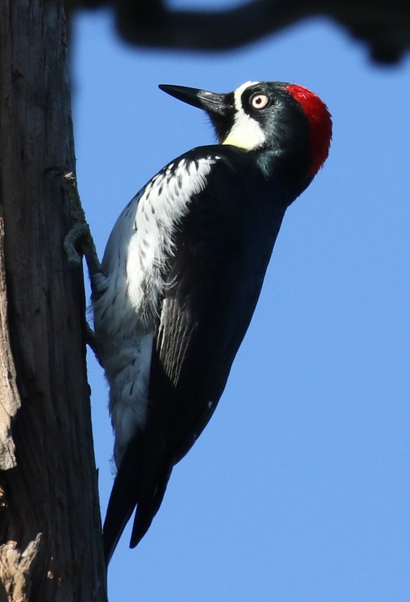 Acorn Woodpecker - ML199710921