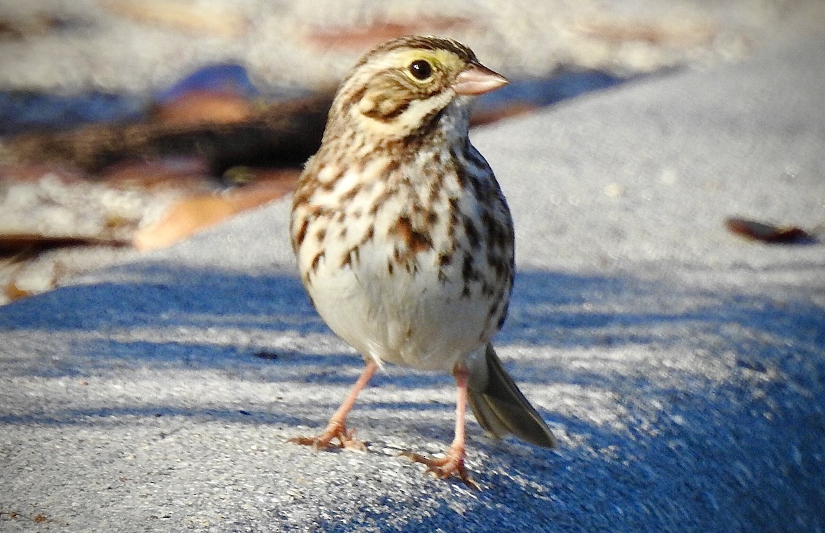 Savannah Sparrow - ML199711061