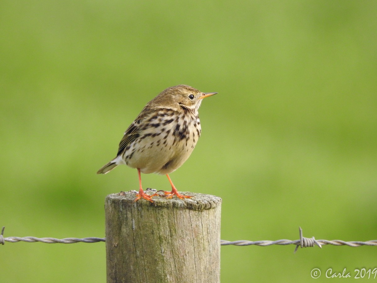 Meadow Pipit - Carla Palricas