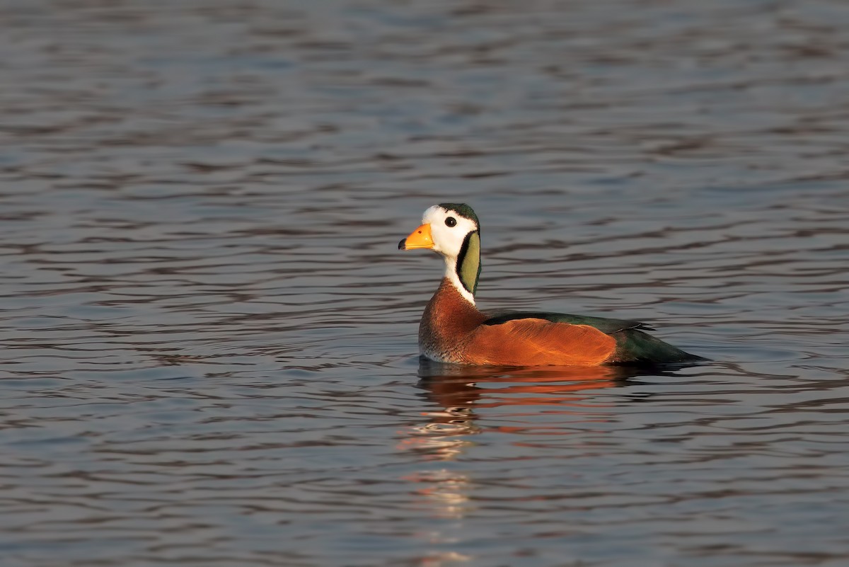 African Pygmy-Goose - Marco Valentini