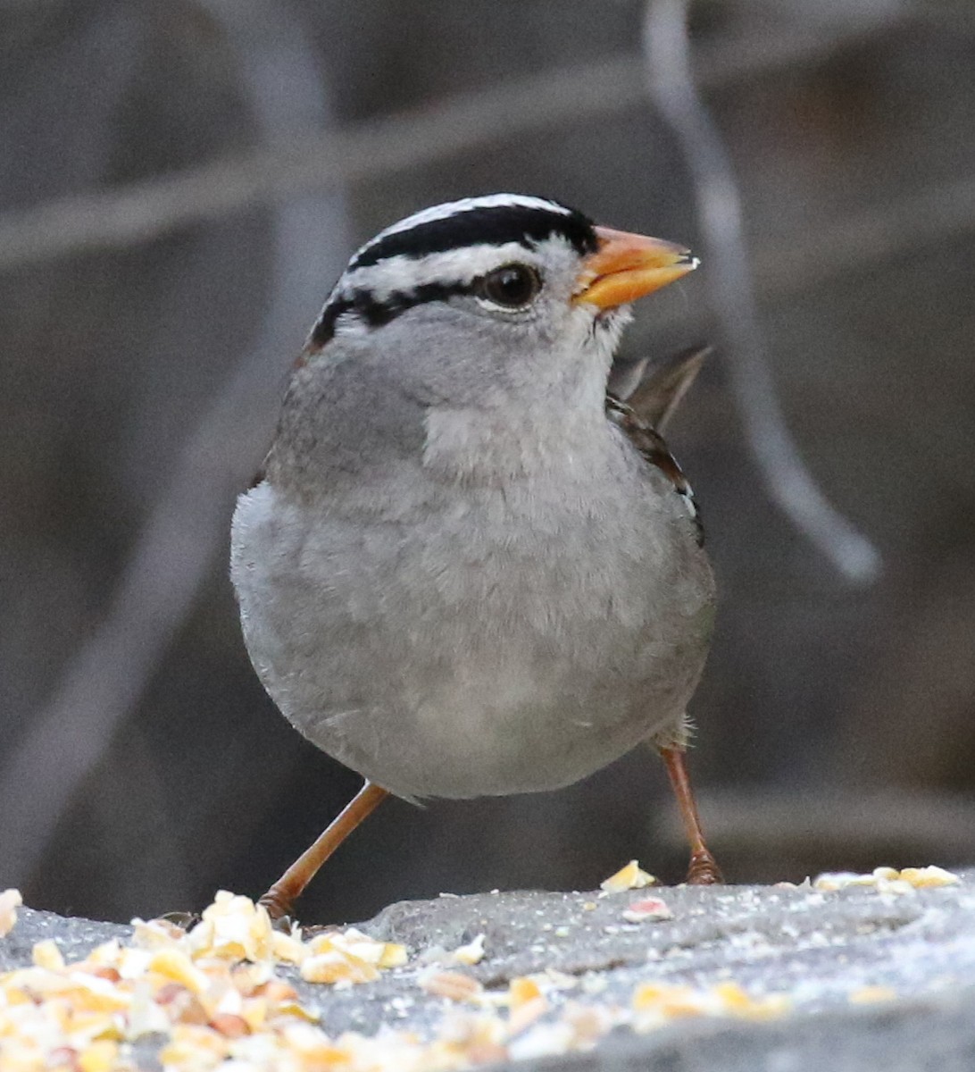 White-crowned Sparrow - ML199716821