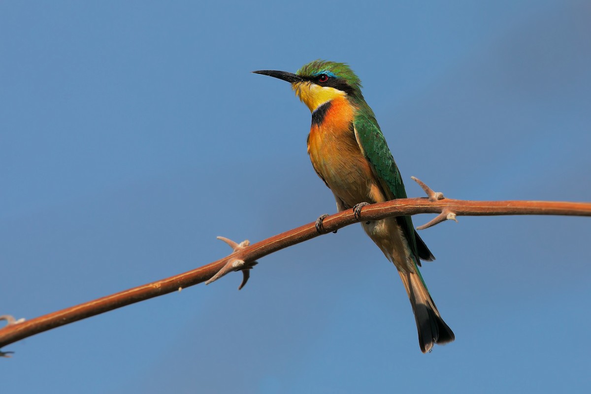 Little Bee-eater - ML199717061
