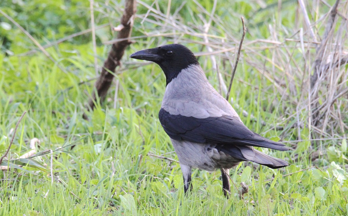 Hooded Crow - yuda siliki