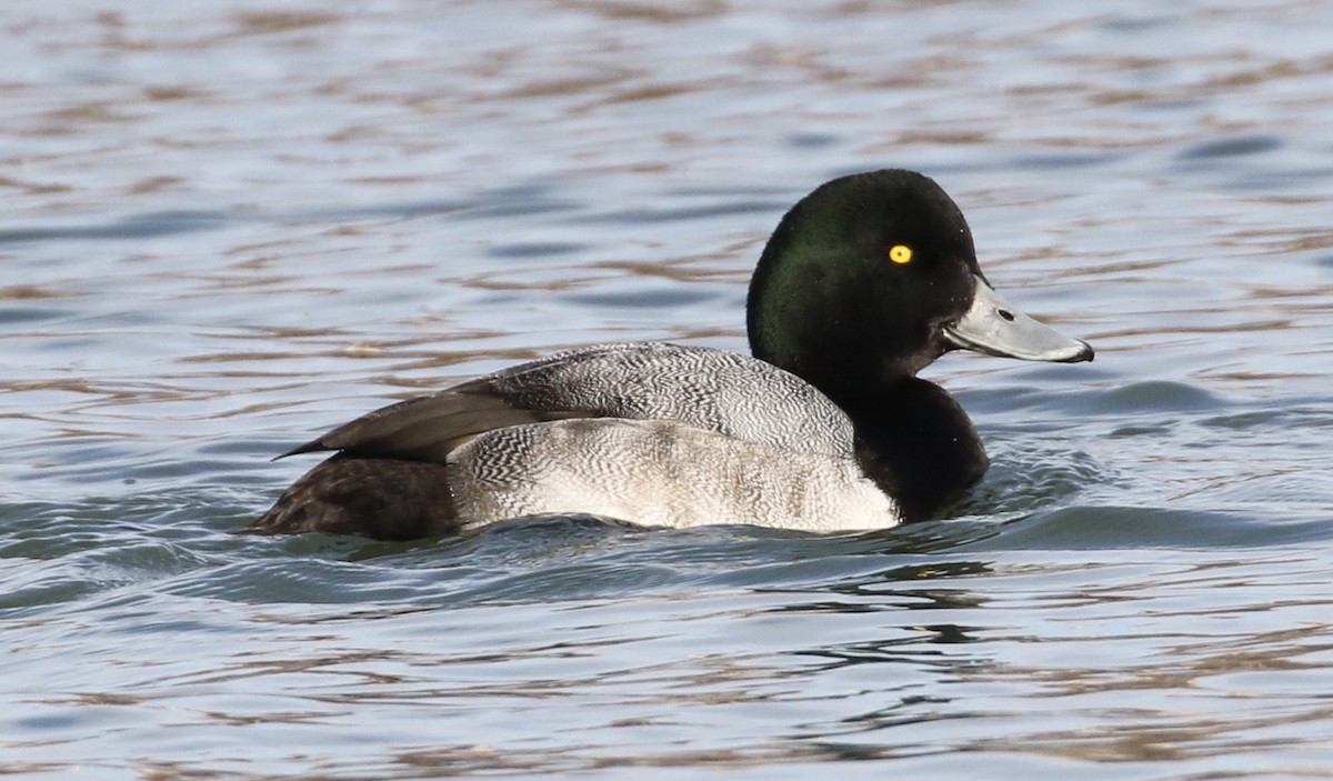Greater Scaup - ML199720971