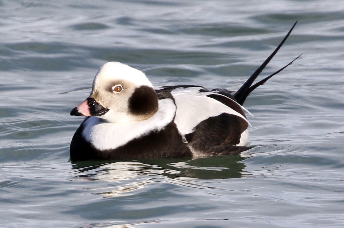 Long-tailed Duck - ML199721001