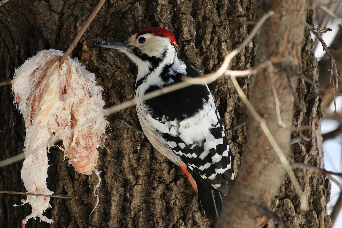 White-backed Woodpecker (White-backed) - ML199721921