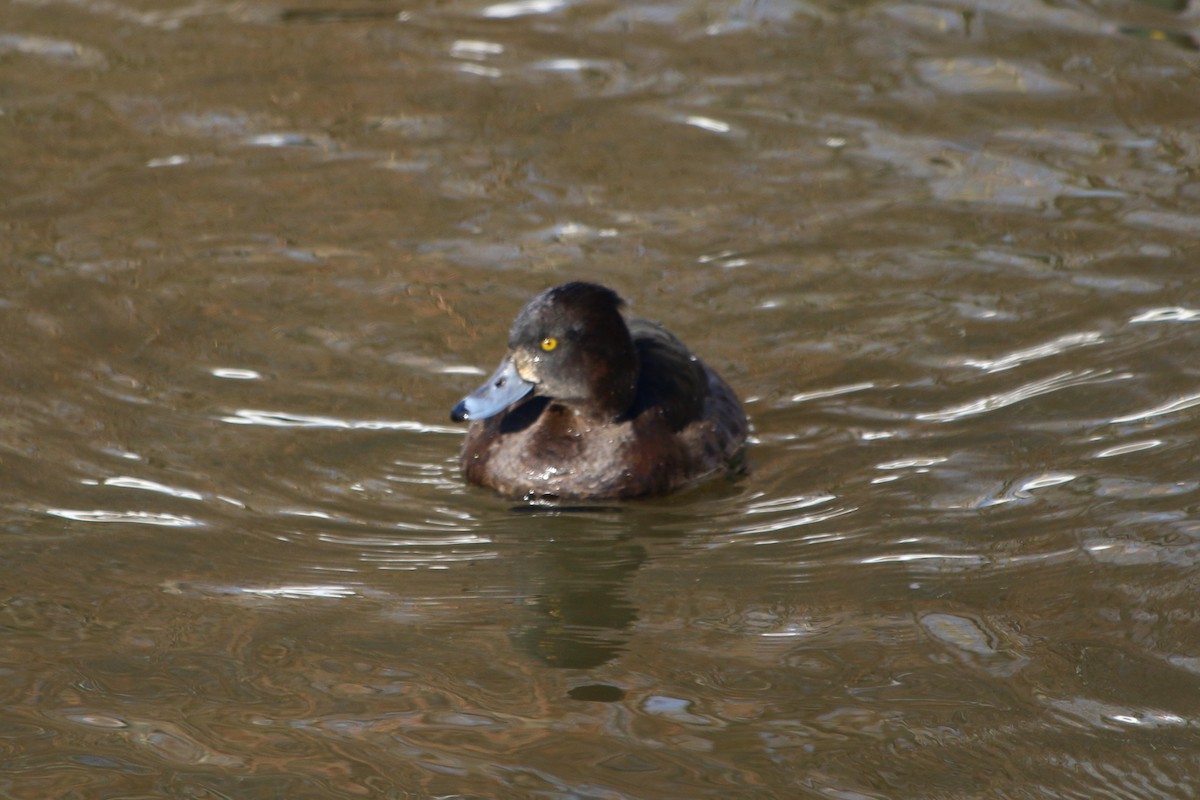 Tufted Duck - ML199721931