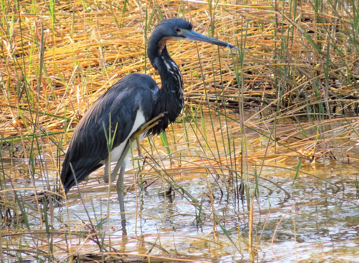 Tricolored Heron - Amy Didion
