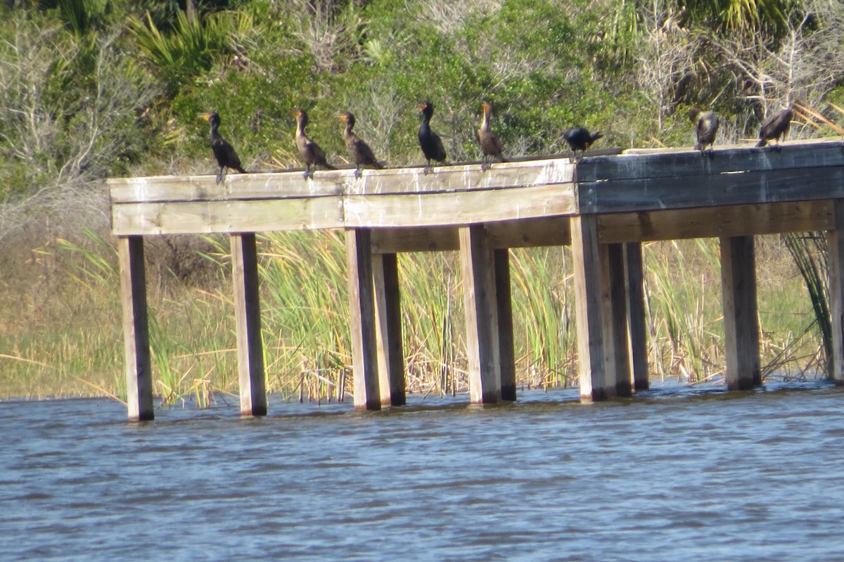 Double-crested Cormorant - Amy Didion