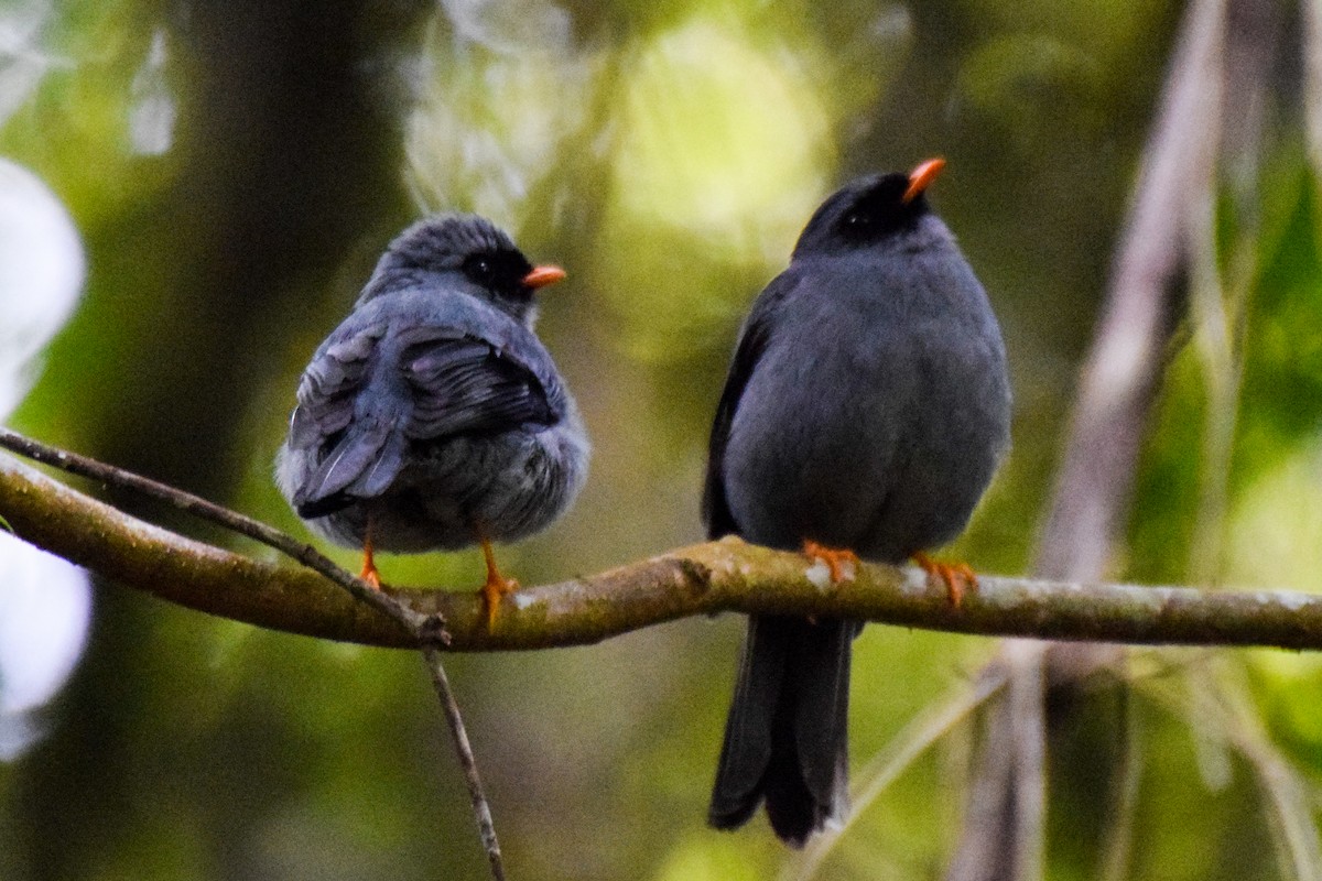 Black-faced Solitaire - ML199731201