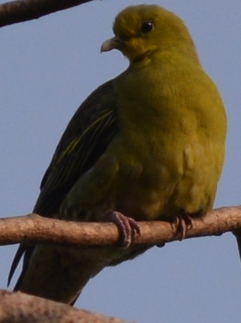 Gray-fronted Green-Pigeon - ML199733141