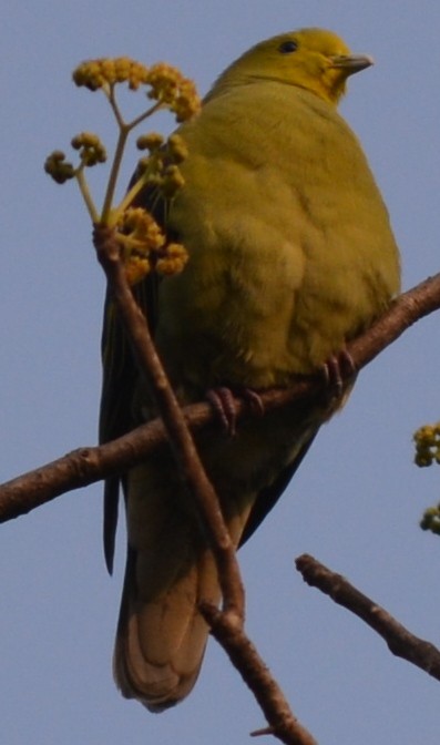 Gray-fronted Green-Pigeon - ML199733161
