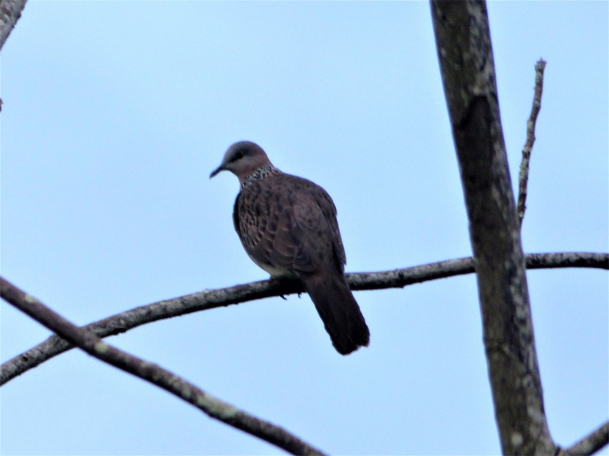 Spotted Dove - Mike Tuer
