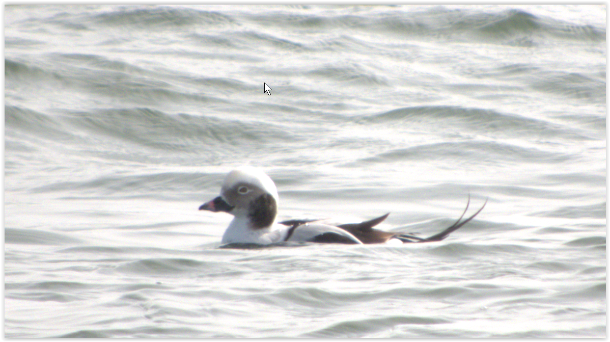 Long-tailed Duck - ML199740711