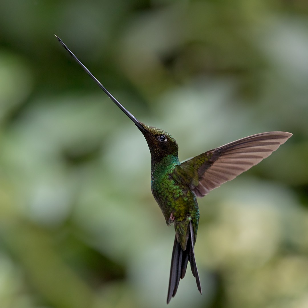 Sword-billed Hummingbird - ML199743201