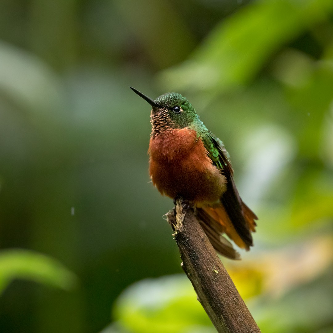kolibřík peruánský - ML199743221
