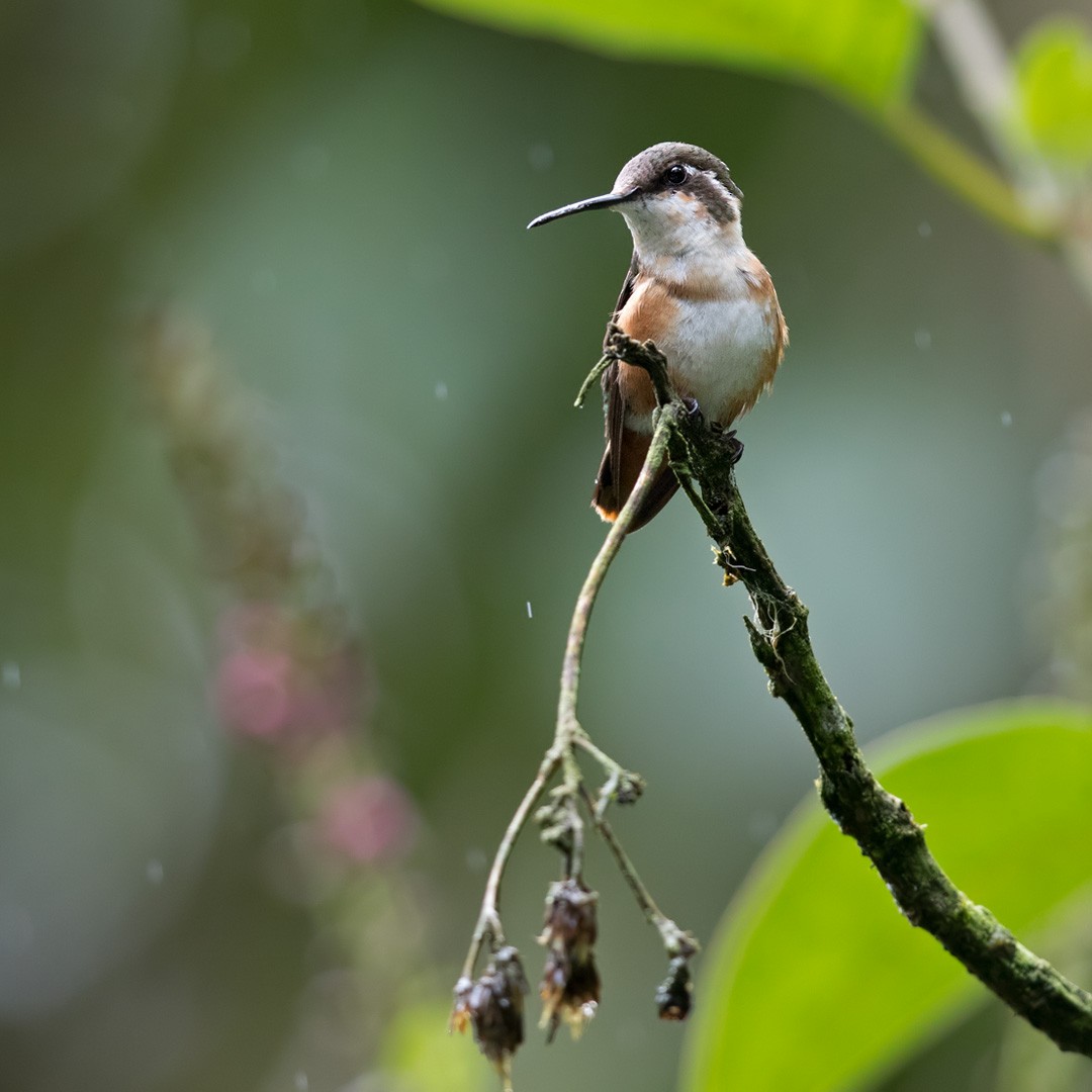 White-bellied Woodstar - Lars Petersson | My World of Bird Photography