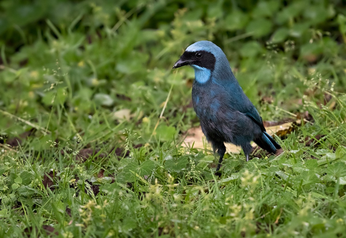 Turquoise Jay - Lars Petersson | My World of Bird Photography