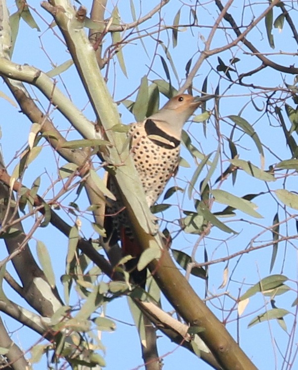Northern Flicker (Red-shafted) - ML199748591