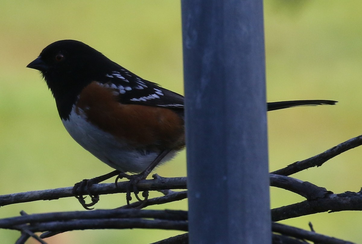 Spotted Towhee - ML199748661