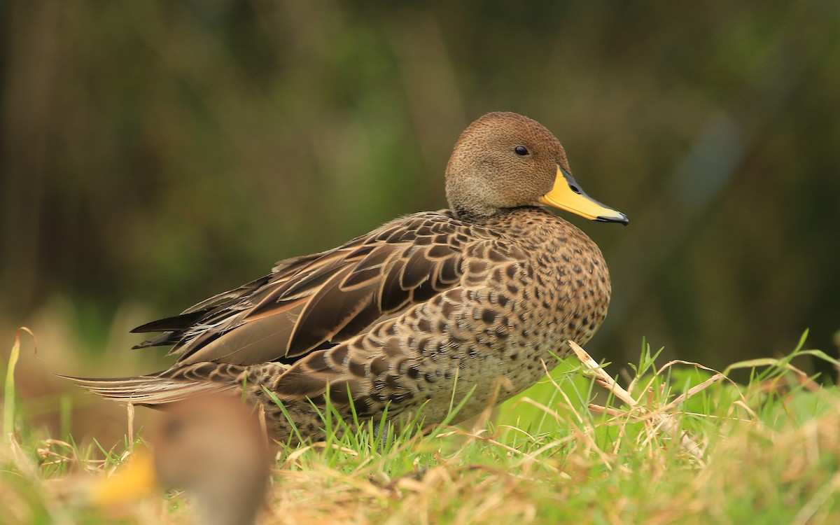 Yellow-billed Pintail (South American) - ML199750001