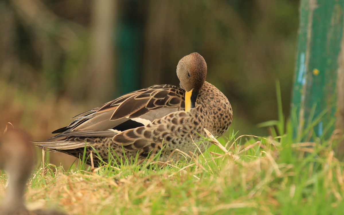 Yellow-billed Pintail (South American) - ML199750041