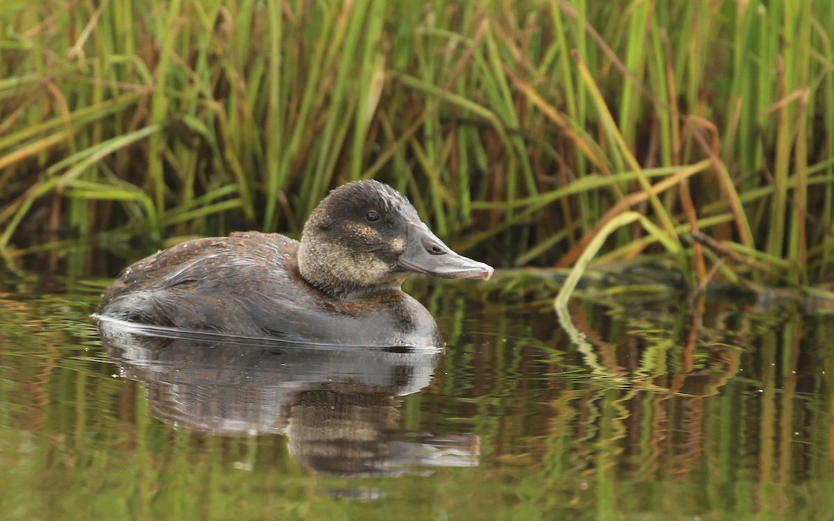 Andean Duck (ferruginea) - ML199750451