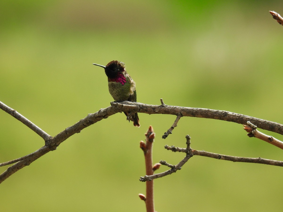 Anna's Hummingbird - ML199750791