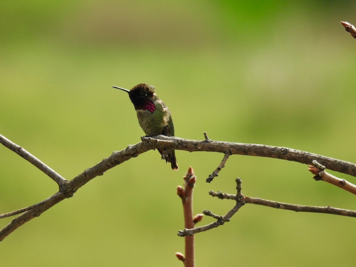 Anna's Hummingbird - ML199750811