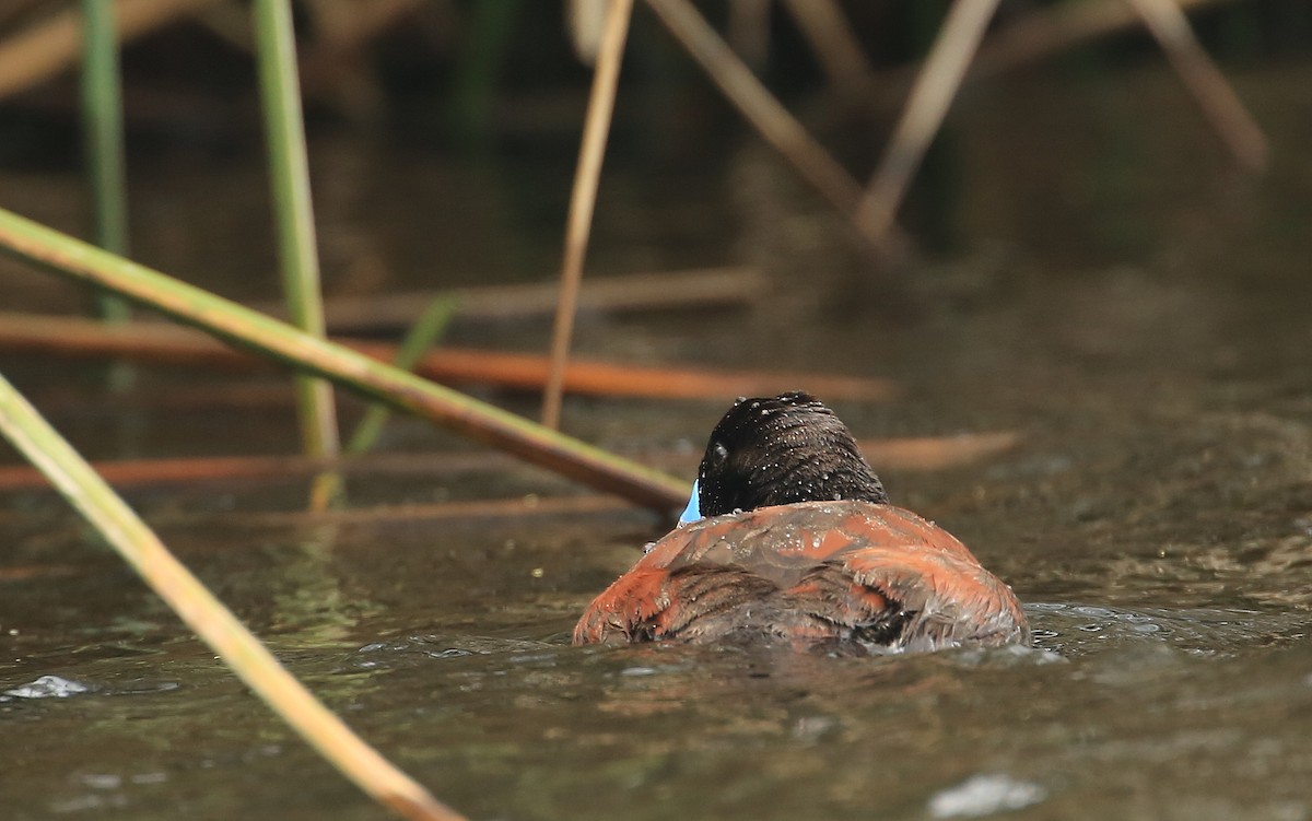 Andean Duck (ferruginea) - ML199750991