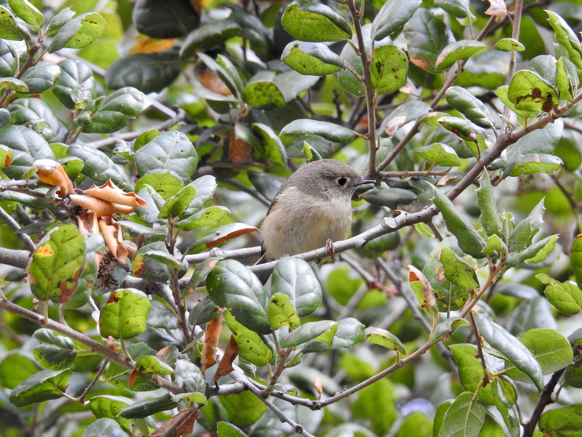 Ruby-crowned Kinglet - James Maley