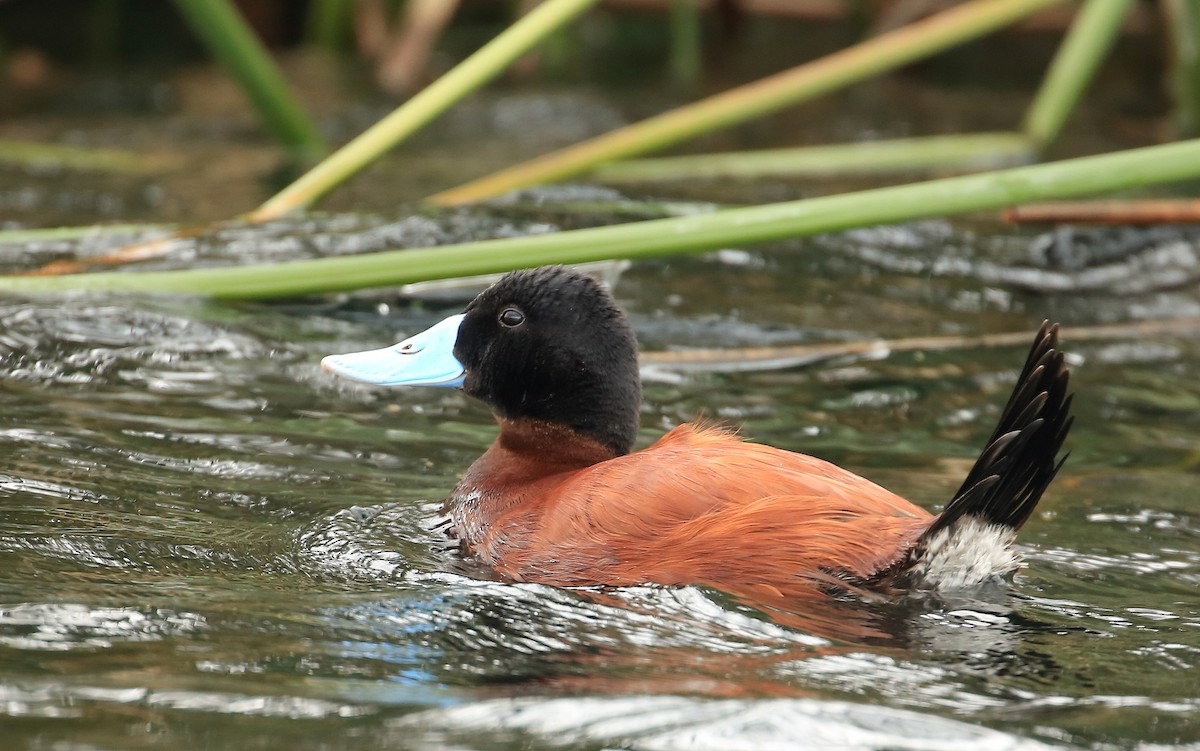 Andean Duck (ferruginea) - ML199751201