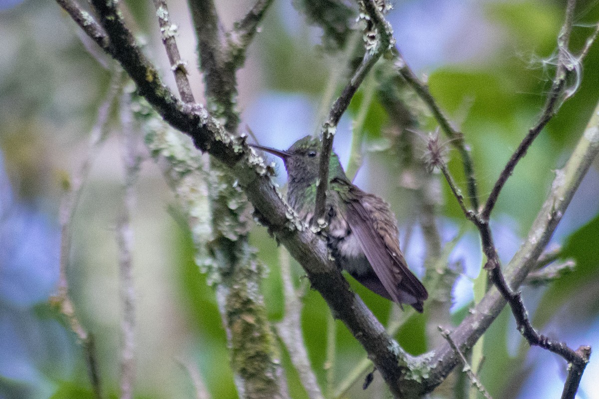 Green-bellied Hummingbird - ML199753571