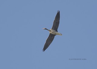 Greater White-fronted Goose, ML199755521