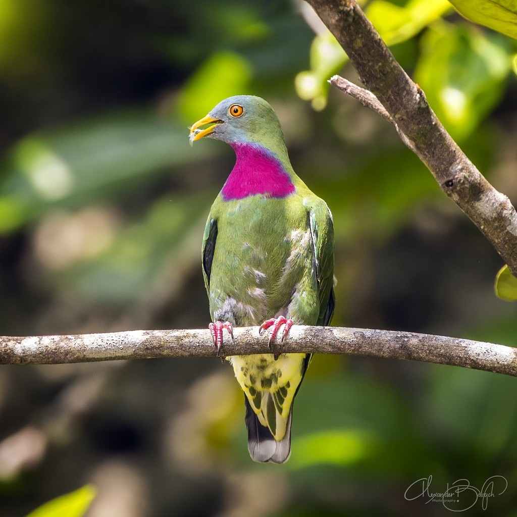 Claret-breasted Fruit-Dove - ML199755731