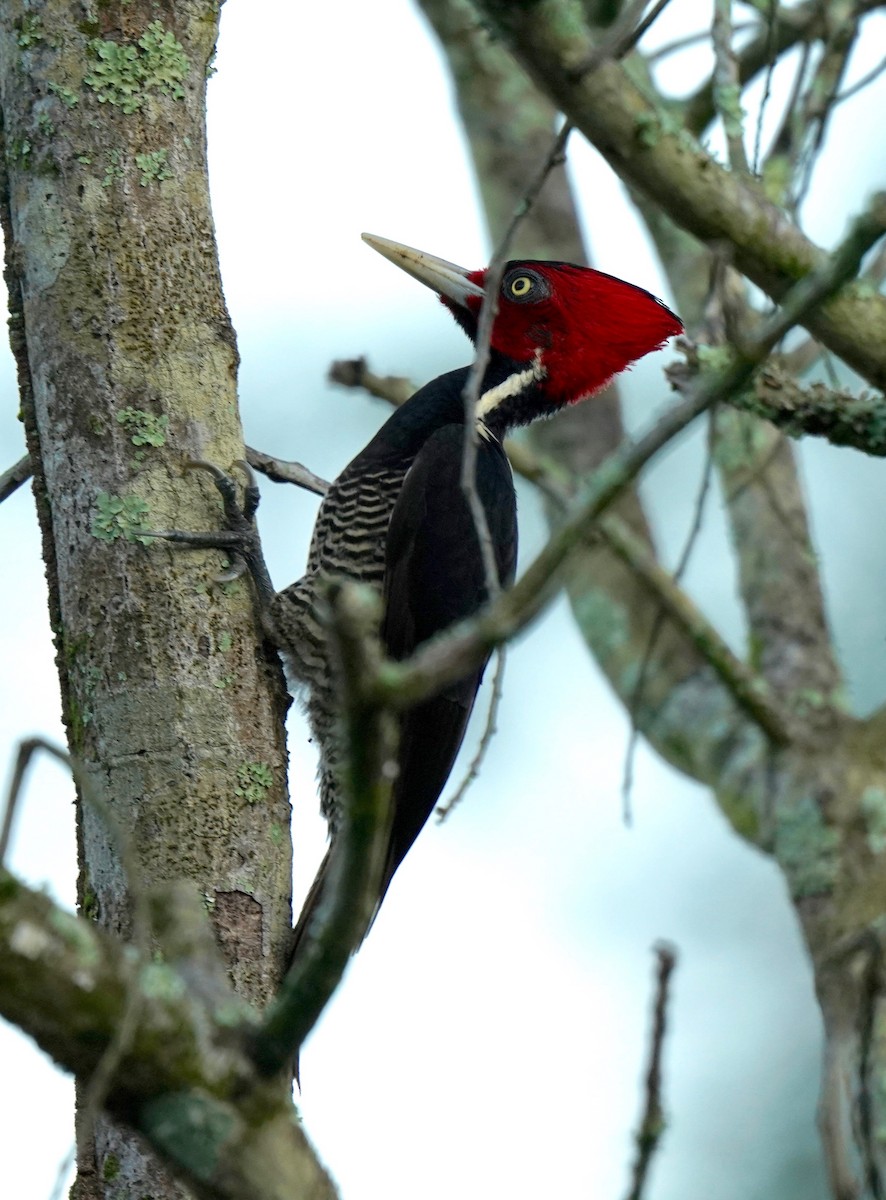Pale-billed Woodpecker - Sibylle Hechtel