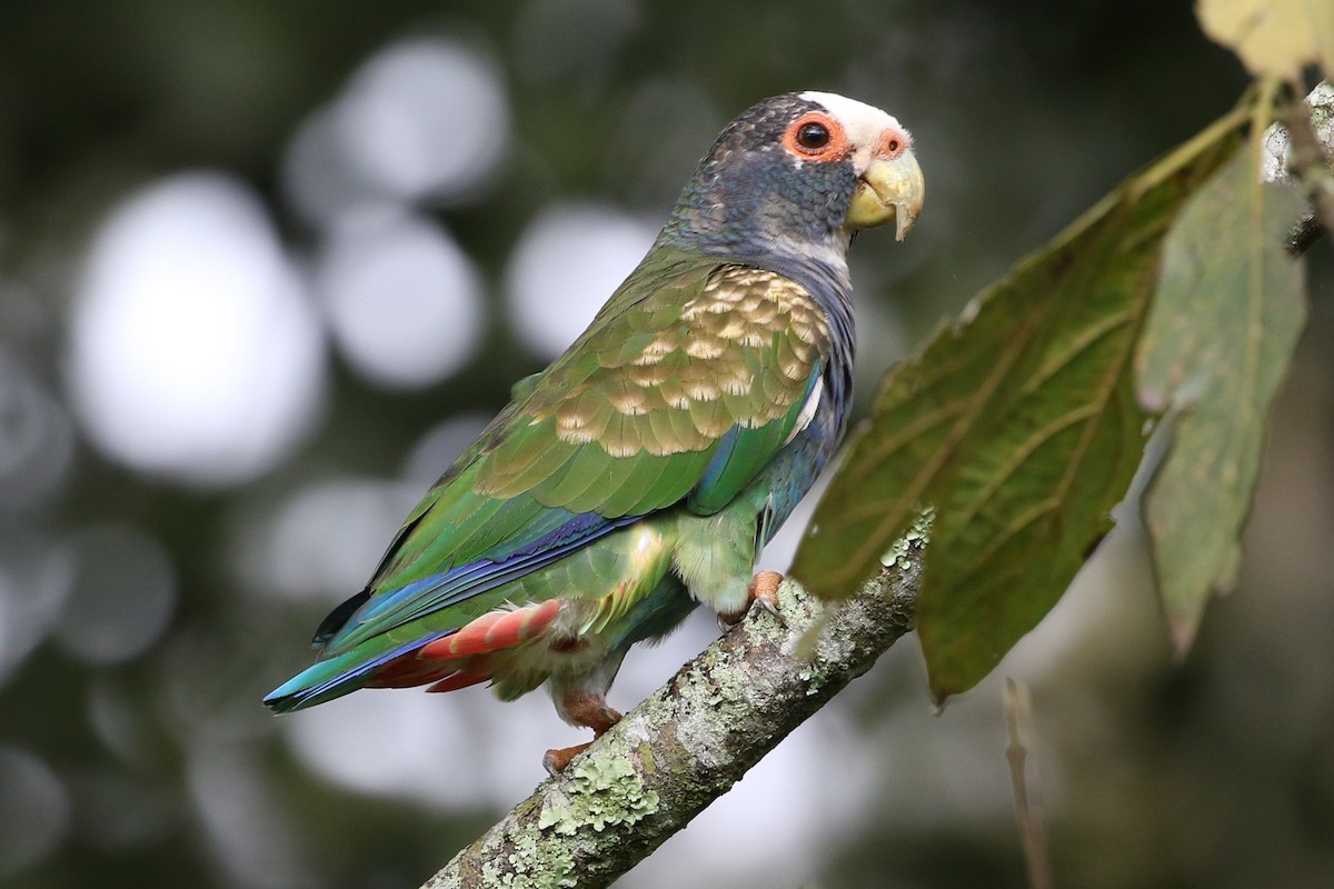 White-crowned Parrot - ML199768201
